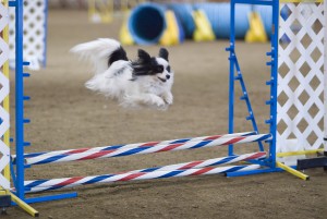 papillon_dog_agility_jump.jpg